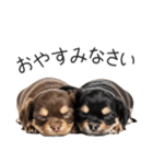 毎日使える！夏のチワワ（個別スタンプ：27）