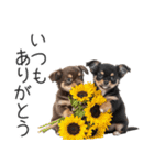 毎日使える！夏のチワワ（個別スタンプ：28）