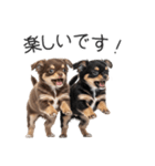 毎日使える！夏のチワワ（個別スタンプ：31）