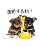 毎日使える！夏のチワワ（個別スタンプ：33）
