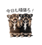 毎日使える！夏のチワワ（個別スタンプ：35）