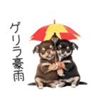 毎日使える！夏のチワワ（個別スタンプ：36）