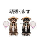 毎日使える！夏のチワワ（個別スタンプ：38）