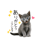 毎日つかえる！ロシブル！【日常会話】（個別スタンプ：3）