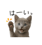 毎日つかえる！ロシブル！【日常会話】（個別スタンプ：10）