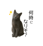 毎日つかえる！ロシブル！【日常会話】（個別スタンプ：22）