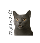 毎日つかえる！ロシブル！【日常会話】（個別スタンプ：23）