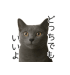 毎日つかえる！ロシブル！【日常会話】（個別スタンプ：24）