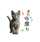 毎日つかえる！ロシブル！【日常会話】（個別スタンプ：31）