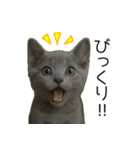 毎日つかえる！ロシブル！【日常会話】（個別スタンプ：36）