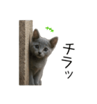 毎日つかえる！ロシブル！【日常会話】（個別スタンプ：37）