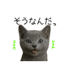 毎日つかえる！ロシブル！【日常会話】（個別スタンプ：39）