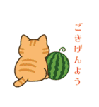 収まりネコシリーズ、ビッグシリーズ 夏（個別スタンプ：8）