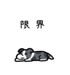 いつでも使えるボーダーコリー（青マール）（個別スタンプ：8）