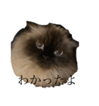 もつとまつ（個別スタンプ：17）
