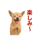 リアルチワワ(日常)（個別スタンプ：2）