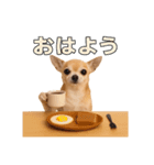 リアルチワワ(日常)（個別スタンプ：5）