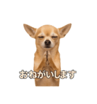リアルチワワ(日常)（個別スタンプ：9）