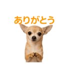 リアルチワワ(日常)（個別スタンプ：11）