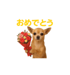 リアルチワワ(日常)（個別スタンプ：14）