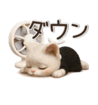 年中ずっ〜と使える★愛猫のスタンプ【3D】（個別スタンプ：27）