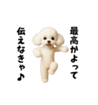 エッホエッホトイプードル（個別スタンプ：8）