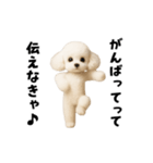 エッホエッホトイプードル（個別スタンプ：19）