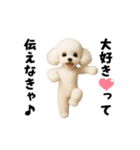 エッホエッホトイプードル（個別スタンプ：21）