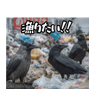 ゴミカラス（個別スタンプ：5）