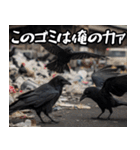 ゴミカラス（個別スタンプ：14）