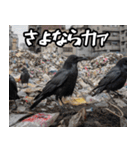 ゴミカラス（個別スタンプ：30）