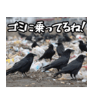 ゴミカラス（個別スタンプ：32）