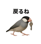 リアルな文鳥の日常表現LINEスタンプ（個別スタンプ：1）