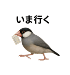 リアルな文鳥の日常表現LINEスタンプ（個別スタンプ：2）