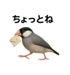 リアルな文鳥の日常表現LINEスタンプ（個別スタンプ：4）
