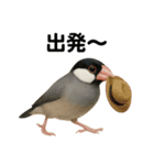 リアルな文鳥の日常表現LINEスタンプ（個別スタンプ：5）