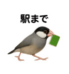 リアルな文鳥の日常表現LINEスタンプ（個別スタンプ：6）