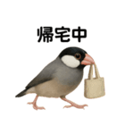 リアルな文鳥の日常表現LINEスタンプ（個別スタンプ：7）