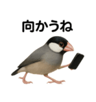 リアルな文鳥の日常表現LINEスタンプ（個別スタンプ：8）