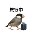 リアルな文鳥の日常表現LINEスタンプ（個別スタンプ：9）