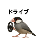 リアルな文鳥の日常表現LINEスタンプ（個別スタンプ：10）