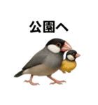 リアルな文鳥の日常表現LINEスタンプ（個別スタンプ：11）