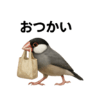 リアルな文鳥の日常表現LINEスタンプ（個別スタンプ：12）