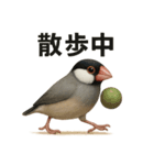 リアルな文鳥の日常表現LINEスタンプ（個別スタンプ：13）