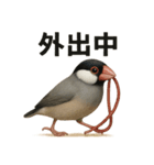 リアルな文鳥の日常表現LINEスタンプ（個別スタンプ：14）