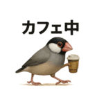 リアルな文鳥の日常表現LINEスタンプ（個別スタンプ：16）