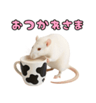 ファンシーラットの日常（個別スタンプ：3）