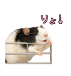ファンシーラットの日常（個別スタンプ：4）