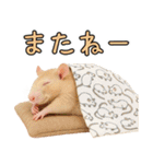 ファンシーラットの日常（個別スタンプ：9）