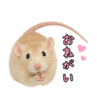 ファンシーラットの日常（個別スタンプ：10）